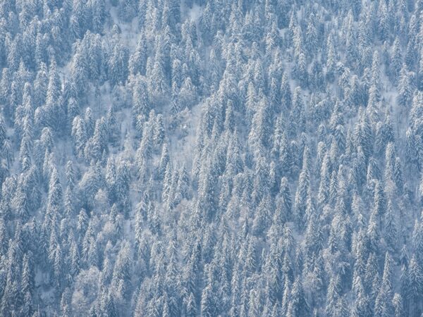 Snowy forest winter landscape, Avoriaz, Port du Soleil, Auvergne Rhone Alpes, Alps, France, Europe